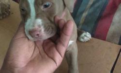 American Gotti Pitbull puppies
Dewormed, 8 weeks contact me if interested.