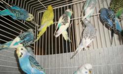 american&nbsp;parakeets parents raise For Sale! All different colors .. Males and Females some are 2mo to 1 year price 10.00 daller eash i am in det mii 48234 send email