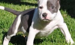 We have lovely&nbsp; Pit-bull puppies available for homes who need this lovely pets to stay with them as Strong Willed, Obedient, Loyal, Friendly, Clownish, Stubborn, Courageous, Aggressive, Intelligent, Affectionate
The American Pit Bull Terrier is a