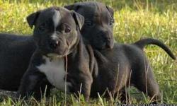 Active Male And Female American pit bull terrier Puppies For Sale,They are vet checked,pcci registered and currently on their vaccinations. . Text Only Via (530) 522-8115