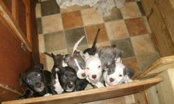 I have a litter of american pit bull terriers for sale. They are full blooded and the father is UKC registered. They are 8 weeks old and ready to find a permanent home. There are 5 girls and 2 boys. Some are black, some white, blue and even brindle. If