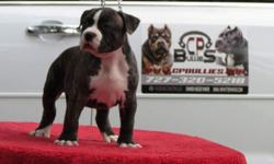 American Pit bull (Bully) Puppies for sale UKC Registered,Dewormed and current with shots puppies are going for a great price so DONT MISS OUT!!!! Only Males Available!!! Check me out on Facebook @Cp Bullies or Via website: www.cpbullies.com SERIOUS