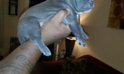 American Pitbull (Bully) Terrier Puppies...These puppies are Amazing im very pleased with this production,the puppies are UKC Registered and will have Birth Certificates,Health Certificates. The Bloodline consist of Cairo and Gotti if your looking for