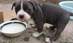 Two Female,Register American Pitbull,Pocket Bully Puppies,huge head, very beautiful blue, and blue brindle, They are blue nose! Born May2,2016, Now 6 Weeks Old,USBR Register.. Parents have purple ribbon,Champion Blood lines,asking price $700-900.Any