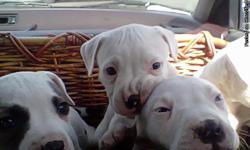 born january 25, 2014 for sale. white with brown spots we have 2 males left