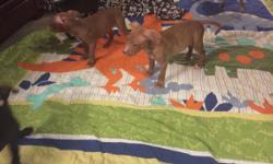 I have 1 - &nbsp;(7)&nbsp;week old American pitbull girl&nbsp;puppy for sale. She&nbsp;is tan&nbsp;with a white marking. Looking for a family who will love this puppy like i do. she love's attention and will love u back. She has&nbsp;been dewormed