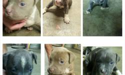 HUGE HEAD BIG PUPPYS FOR GREAT PRICE WITH PAPPERS. UKC REG MUST SEE IN PERSON . NEW PIC 8WKS OLD. CALL MATT 209*-492-9294