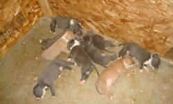 We are now taking the deposits of $200.00 for Nena (ADBA) and Tombo's (ADBA/PR" UKC) puppies. Together they had six blue and whites at $500.00, two blue fawn tris and one blue tri at $800.00. We have the bloodline percentage sheet on Nena(mother) and