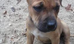 American pitbull terrier puppies available .males and females .both parents on premise .--