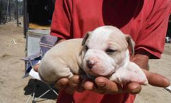 we are offering top line pure AKC champion bred american staffordshire terrier puppies for show, pet, or breeding. pippies have shots, dew claws removed, wormed, socialized, beginning training and full guarantee. we have a variety of colors. cannot