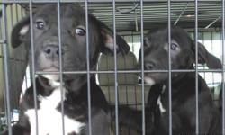 American Staffordshire Terriers, dob 12-16-2010, de-wormed,shots,healthy well adjusted pups,blue-fawn in color. $400.00 OBRO 5616883462
