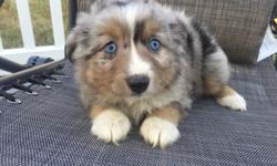 Howdy! I'm Angel, a darling Merle female Mini Australian Shepherd! Everyone tells me I am such little an Angel, so that is what they called me. I was born on May 18, 2016. My mom weighs 18 lbs and my dad weighs 20 lbs.&nbsp;I'll come with you shots and