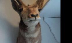 Pronghorn Antelope Head Mount for sale.
Perfect for a mountain cabin or rustic home.
Great conversation piece.
Check out this item at our store.
Enchanted Consignments
4501 Wadsworth Blvd.
Wheat Ridge, CO&nbsp; 80033
--