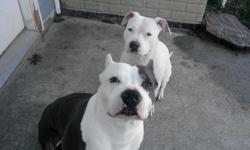 APBT pups born 7/11/14, 5 males and 3 female available. Sire is a blue trindle Razor Edge bloodline and the dam is white and blue Gotti bloodline I do have both here in my home with me. The pups are a very nice combination of both, nice heads and very