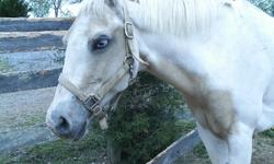 I have a 16 yr old reg. paint mare. she is dead broke, kid safe, adult safe. neg coggins. she stands for the farrier, vet. she loves to be brushed ,bathed and spoiled.&nbsp; she comes when you call her name. has both beautiful blue eyes. She is a