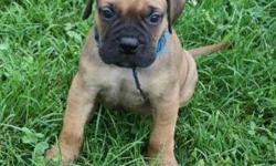 12 weeks old bull mastiff (bull mastiff) beautiful female bull mastiff needs new home. She is very friendly and good with kids and other pets. Registered papers are available. Asking $300 or best offer with papers will go down on price if papers are not
