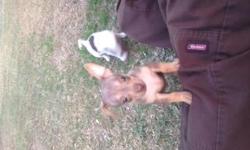 Apple-head Chihuahuas
2 females 1 male left, 3 months old now.
Looking for a good home.