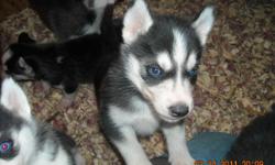 APRI Siberian Husky puppies for sale. I have 5 males and 3 females. All have
blue eyes. They will have their first shots and wormings. Call or email for pictures. They will
be ready to go to their new and forever home the first week of April. Serious