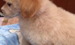 I have a nine week old apricot male toy poodle. He is up to date on all of his shots and worming. He is about 2.5 pounds right now and only supposed to be 7-8 when he is full grown. I have pictures available if requested. Email if interested.
