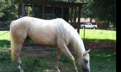 2-1/2 year old, Registered Palomino Quarter Horse filly, 14.3 hands and still growing, fantastic personality, likes people, loads and travels well, easy to handle, full white mane and tail and soft, dark eyes, good conformation and beautiful color, well