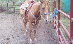 Here is a 3 yr. old Dash For Cash and Easy Jet granddaughter.She's a very pretty sorrel. This little AQHA filly is bred for speed if your looking for a barrel horse she's gonna be great! She's such a joy to ride. She has had 6 months cutting training and