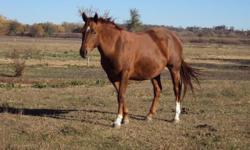 Full pedigrees can be seen at www.allbreedpedigree.com
DOC N DISTINCT SOCKS ~ 2001 Sorrel Stallion ~ Doc was ridden as a 3 year old. He was very smooth, but he hasn't been rode since that time. He is a gentle breeder and puts loads of flashy chrome on his