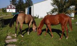 In picture- Breeding stock sorrel paint mare, reg. 9 yr. old, halter broke.&nbsp; AQHA buckskin gelding, 9 yr old, halter broke, has been rode but very little.&nbsp; Not pictured-&nbsp; 3 year old bay paint filly and 2 year old AQHA&nbsp;bay/dunn