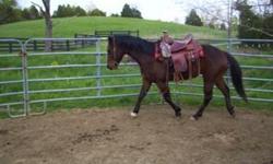 small bay gelding quarter horse 14.1 or 14.2 hands 7 year old is green broke foundation bloodlines