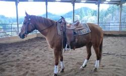 16 yr. old mare brought to me as a rescue in January. She's back to a healthy weight and looking for new home. Has been saddled / bridled and worked in the round pen. I have not ridden her. Clips, Loads, Bathes, Ties, Stands for farrier, Good with other
