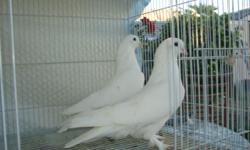 GO TO NOHOPETS.COM AND CHECK OUT MY PAGE FULL OF ANIMALS AND ALL KINDS OF PIGEONS INCLUDING ARMENIAN AND IRANIAN, PLEASE E-MAIL ME IF YOU ARE INTERESTED. BUY A PAIR AND GET A DISCOUNT PRICE, DUE TO MY AGE I WOULD LIKE TO SELL ALL MY BIRDS AND I HAVE MANY
