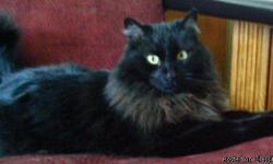 Artemis is 13 years old neutered male black cat. He has long black fur and his tail is half with a bent at the end. He may look fat, but due of his thick fur. He has yellow-green eyes. He's wary of other animals and people he doesn't know. Please help if