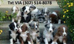 asdfg Australian shepherd puppies Available&nbsp; Male and Female
&nbsp;we have this male and female puppies to give out the puppies are very healthy, smart and playful and veterinary comes with all necessary documents, the puppies love the company of