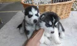 Attractive Siberian Husky Pups Ready to go. Feel Free to contact
&nbsp;
CONTACT&nbsp;&nbsp; (313) 723-5160&nbsp;&nbsp;&nbsp;&nbsp; FOR MORE INFO AND PICS
&nbsp;