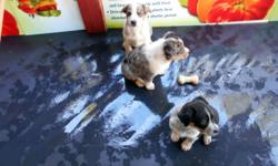 Australian Shepherd/Blue Heeler Puppies for Sale. &nbsp;8 weeks old. &nbsp;Location: &nbsp;Gordonsville, Va. &nbsp;Asking $350.00 Contact: &nbsp;--.