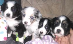 3 mini australian shepherd puppies for sale all male one blue merle two black tris. Will be ready for there forever homes on september 6th.