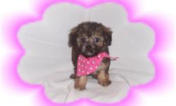 This baby girl is so tiny and sweet. She is a real snuggle bug. She is a Mini Australian Shepherd and a Poodle Mix. Both of her parents are very small. She is ready for a new family to spoil her rotten.She is micro chipped.She comes with her first series