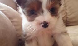 Male Aussie toy very small first shots wormed