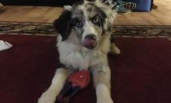 One female blue Merle with stunning blue eyes. First shots wormed and dew claws removed. Registered AKC and ASCA.&nbsp;She is very smart already knows sit and down. She is 10 weeks old. Very playful and loving. Gets along with other dogs and cats. If