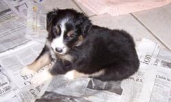 Australian Shepherd Beautiful PUPPY. National Stock Dog registry. Gorgeouse Red girl 434-735-8449 434-610-4033