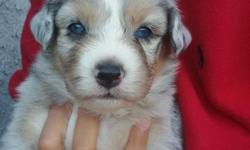 I have 7 Australian Shepherd puppies was born on June 10th.5 females and 2males.great temperament .smart and playful .&nbsp;blue Merle with blue eyes.black tri .Akc Registered.. taking deposit now.