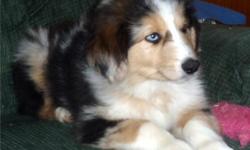 Purebred Australian Shepherd puppies for sale.
Pups were born on November 24, 2010. Tails were professionally docked and dew claws removed. They have been raised in home with regular socialization. Potty training has been started.
Pups are available in a