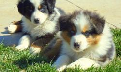 Australian shepherd puppies starting at $350. Minis, Standards, males, females, & all colors available. Many to choose from. Please call 661-645-3008 to let us help you choose the right puppy for your home.