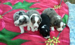 Australian Shepherd Puppies. 2 boys and 1 girl left out of a litter of 9. I have both parents. Father is a blue merle and mother is a red tri. The boys are 2 black/white and the girl is a blue merle. They already have their tails docked and their dew