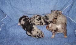 Australian Shepherd puppies. Choose the one now that is right for you. We have red & black puppies. They are National Stock Dog registry. Please call 434-735-8449 or 434-610-4033 for information on deposit to reserve. We offer healthy, well socialized