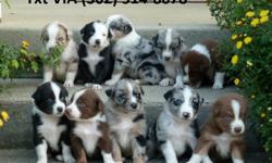 Australian shepherd puppies Available&nbsp; Male and Female
&nbsp;we have this male and female puppies to give out the puppies are very healthy, smart and playful and veterinary comes with all necessary documents, the puppies love the company of kids and