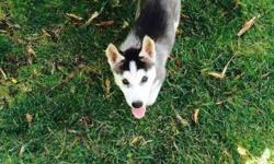 Hello, I have 2 beautiful siberian husky puppies available. I have 1 male and 1 female.Black and white male and an all white female, male has blue eyes, female brown eyes. Puppies are very affectionate and super playful. They have their first shot and