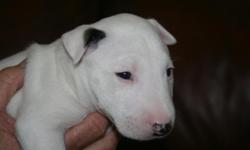 Gorgeous males and females bull terrier puppies. AKC registration with full breeding rights. Great build with awesome head shape! Will make great dog for anyone who wants to show bull terriers or just a great family pet. Will come with first vaccinations,