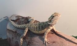 Made with Melamine wood, electricity lights built inside for safety, all etc....come with it. Beardie (male) 4mths. Very healthy & tame, love to hang out with ya. Appreciate you inquiring, hope to hear from ya.