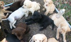 AKC lab puppies born 1/13/2011,2ylw.females,1blk.female,ofa certifed dna tested 1st,2nd,3rd generation,dew claws removed,wormed,shots,parents on premises,good blood line,Great with Kid's,good hunting pal's with training,please call 936-258-4288 for recent