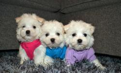 Hi we have these male and female Maltese puppies that are 12 weeks old,house trained,friendly with kids and other house pets.Also current on all their shorts and will come along them and their toys. Parents are not available but you can come visit them.
I
